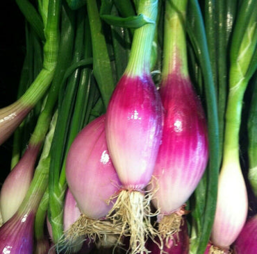 Red Torpedo Onion (Allium cepa) Vegetable Seeds for Planting – Heirloom, Non-GMO, Easy to Grow, Annual