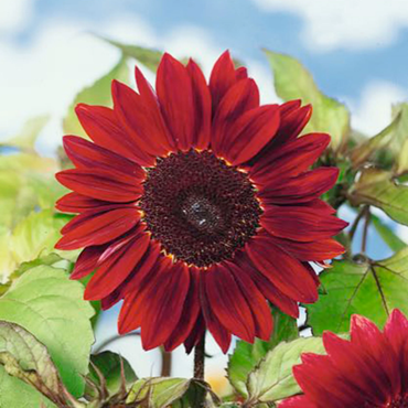 Moulin Rouge Sunflower Seeds