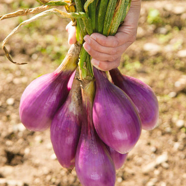 Tropeana Lunga Heirloom Onion Vegetable Seeds for Planting – Non-GMO, Italian Variety, Easy to Grow