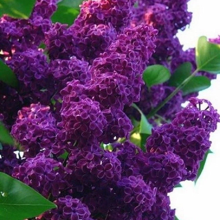 Semi di arbusto lilla viola