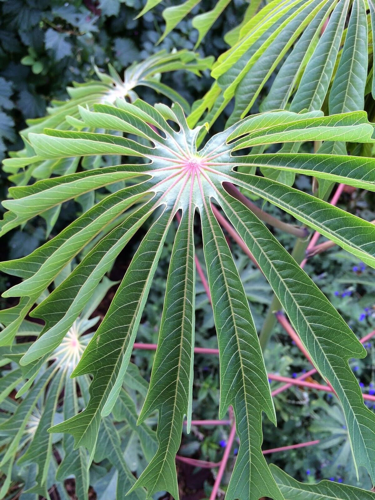 Manihot Dulcis Shrub Seeds