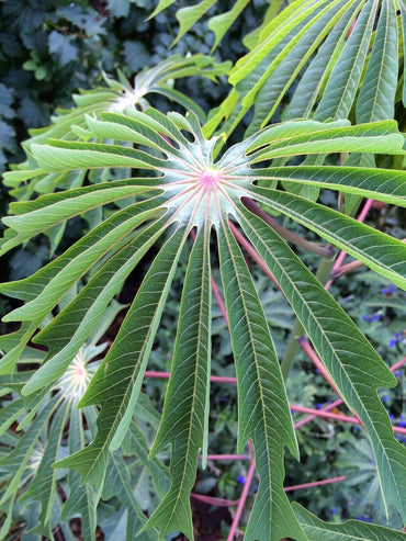 Manihot Dulcis Shrub Seeds for Planting – Heirloom, Non-GMO, Easy to Grow, Tropical