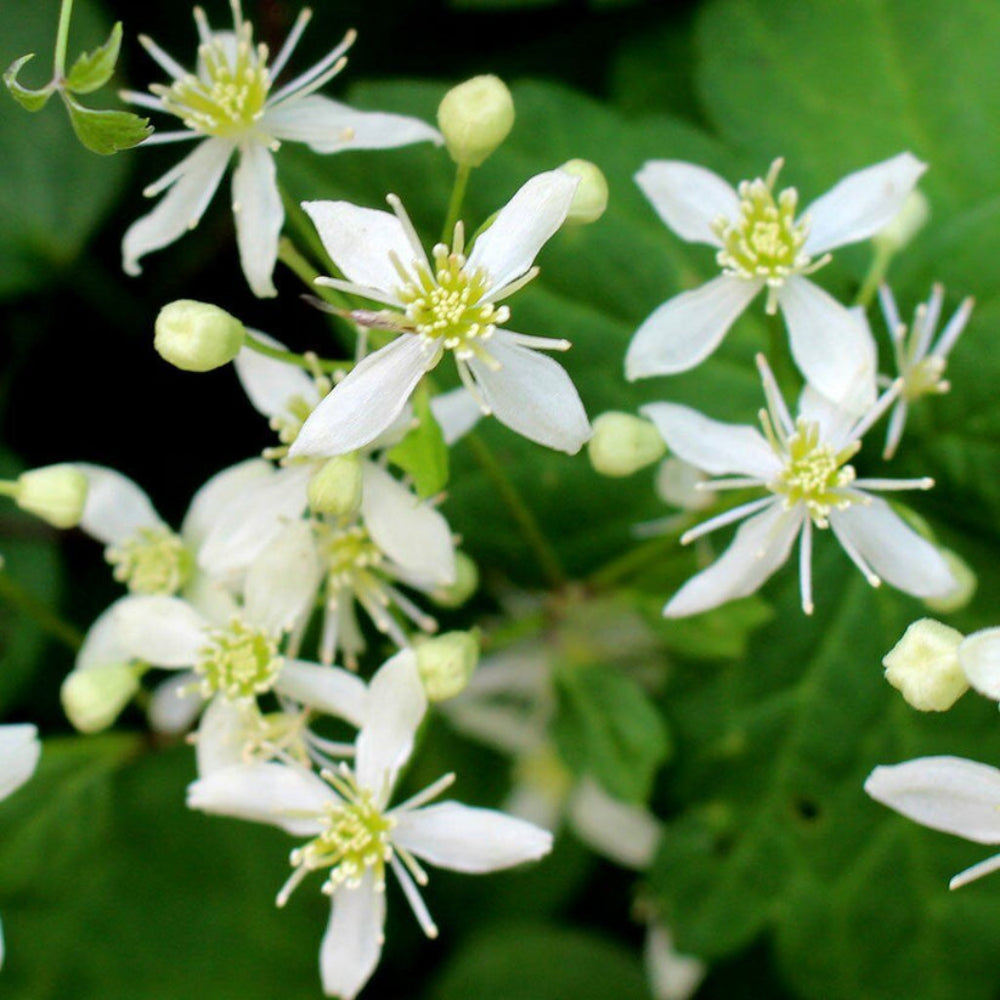 Clematis Virginiana Flower Seeds