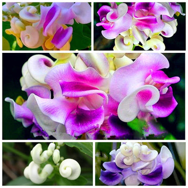 Vigna Caracalla Flower Seeds