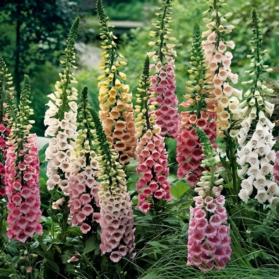 Peach Foxglove Live Plants