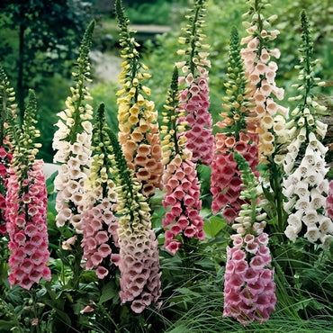 Peach Foxglove Live Plants