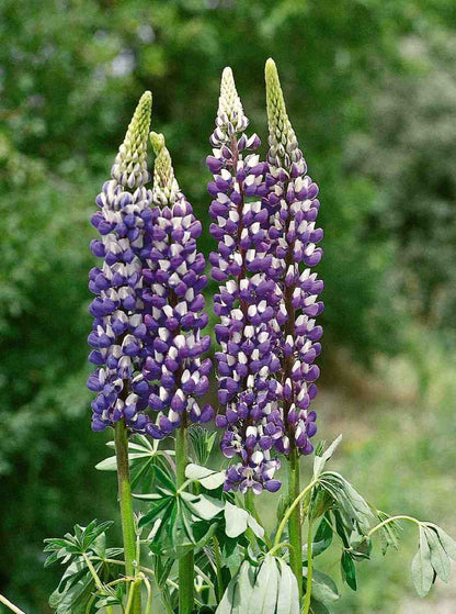 Lupine Wildflower Seeds purple & white