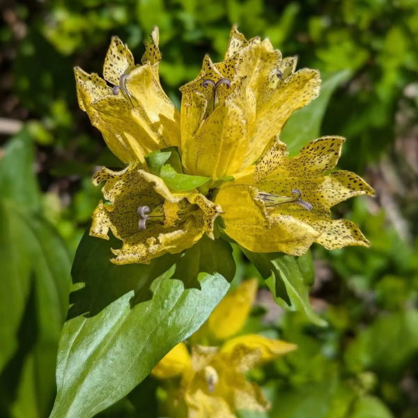 Gefleckter Enzian Blumensamen – Pure Asia Seeds