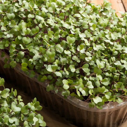 Basil 'Aristotle' Herb Seeds