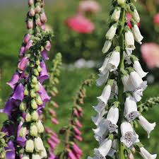 Foxglove Seeds Excelsior Mix