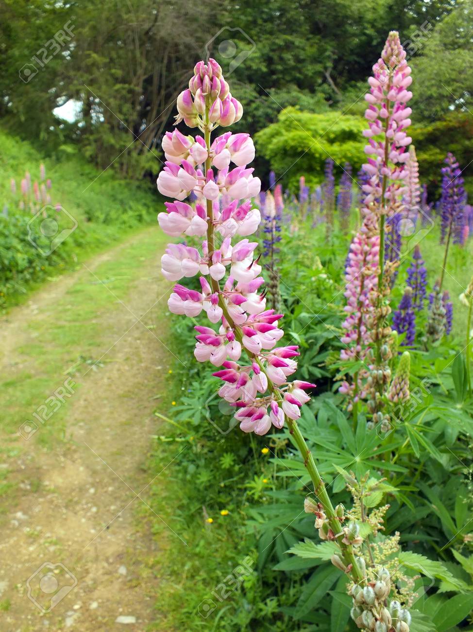Lupine Wildflower Seeds pink & white