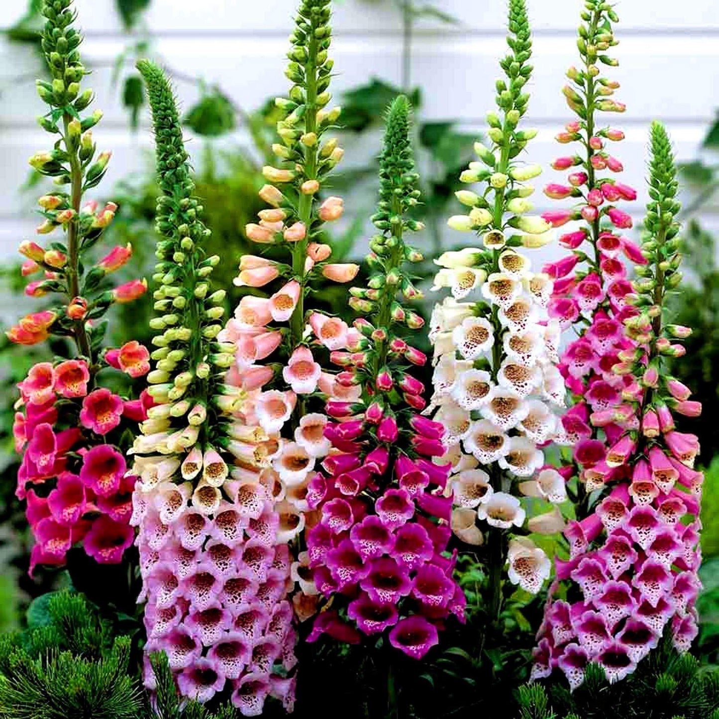 Foxy Mixed Foxglove Seeds