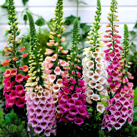 Foxy Mixed Foxglove Seeds