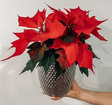 Poinsettia Shrub Flower Seeds for Planting – Heirloom, Non-GMO, Easy to Grow, Annual