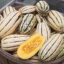 Semi di zucchina delicata