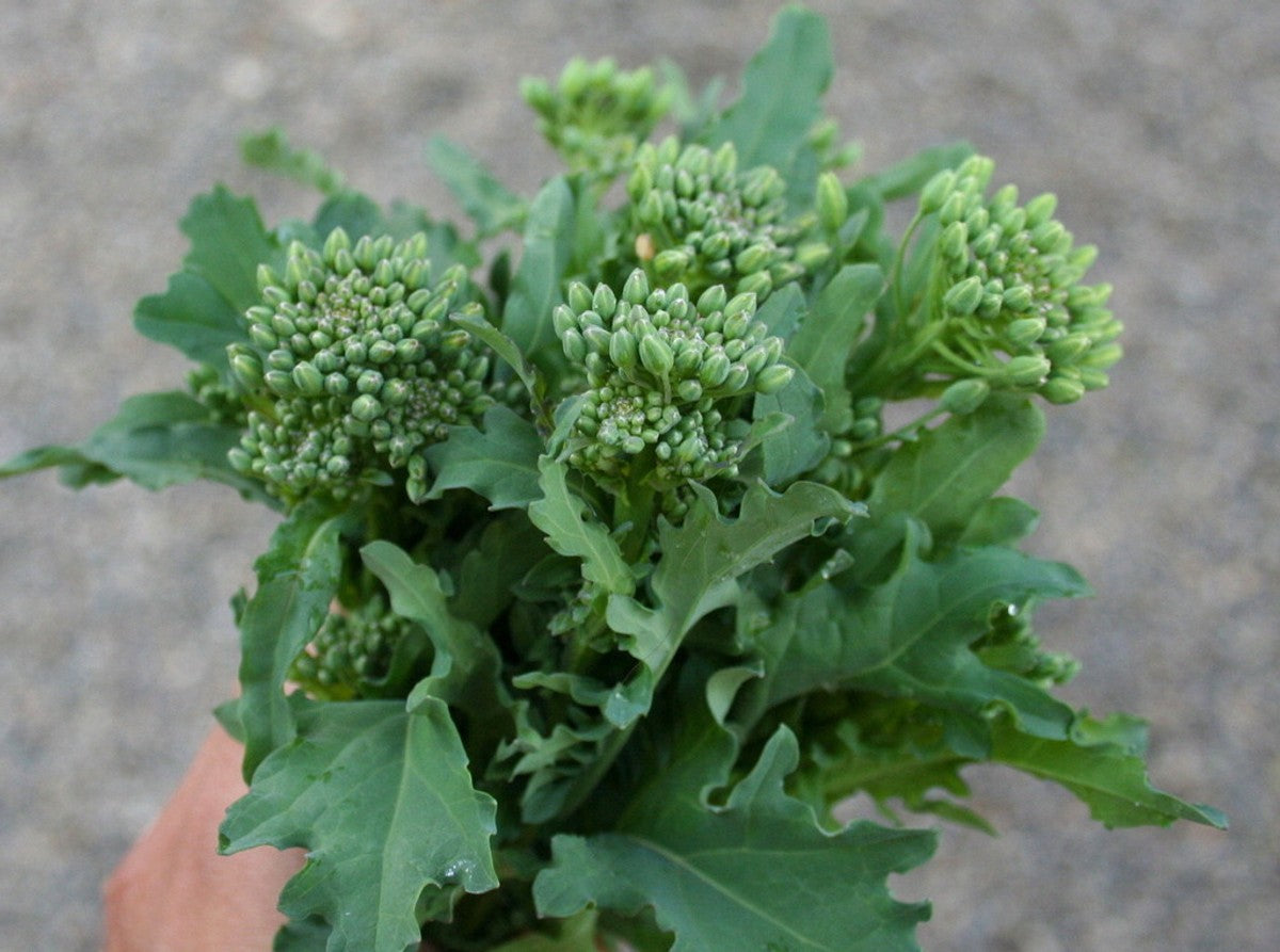 Semi di Rapa di Broccoli Biologici