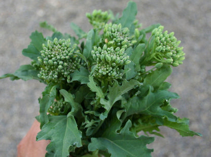 Semi di Rapa di Broccoli Biologici