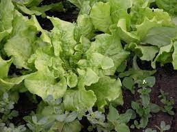 VERDURE ASIATICHE "Fun Jen" choi riccio o "Bok Choy"
