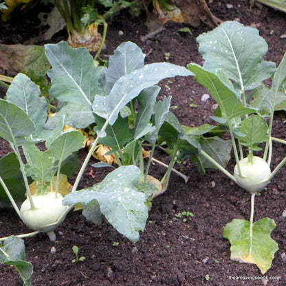 Everwilde Farms White Vienna Kohlrabi Seeds