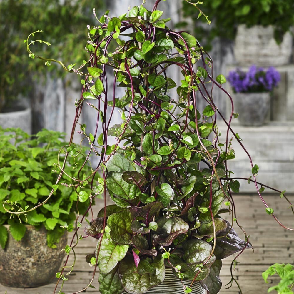 Malabar Spinach Seeds
