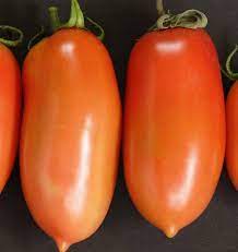 La Roma III Rote Hybride Tomatensamen