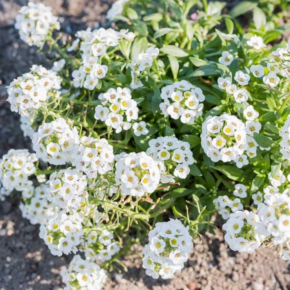 Lobularia Flower seeds for Planting Low Maintenance Heirloom & GMO Free Seeds for Home Garden 
 
 Sale seeds for home garden planting
