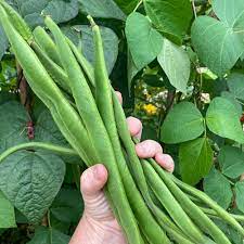 Scarlet Emperor, Runner Bean