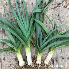 Leek Autumn Giant Seeds