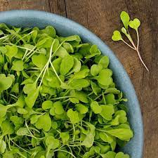 Semi di rucola Semi per microgreens Non-OGM