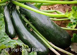 Beauty Zucchini Samen Nicht-GVO Erbstück Sommerkürbis für Hausgärten