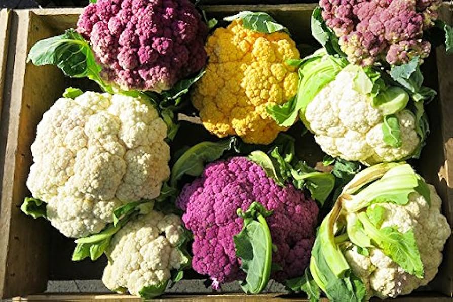 Mélange de graines de choux-fleurs variétés violette, verte et jaune
