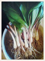 Wild Ramp Seeds