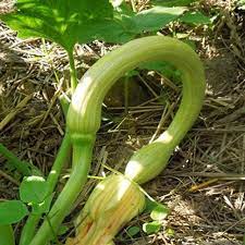 Tromboncino Rampicante Kletter-Zucchini Samen