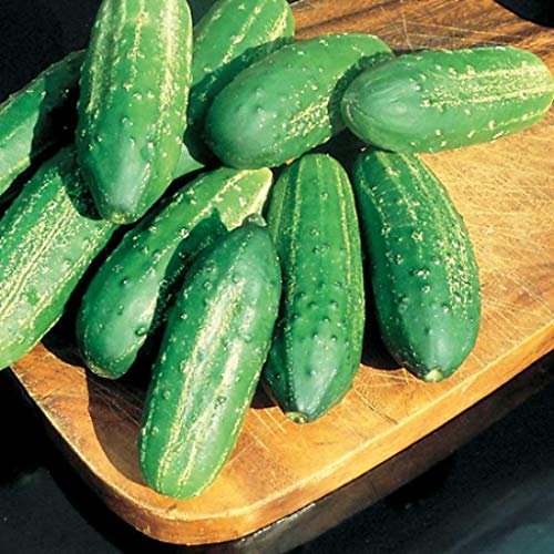 Burpee 'Pick-A-Bushel' Einlegegurken-Samen
