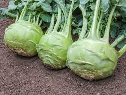 Superschmelz Giant White Kohlrabi Seeds