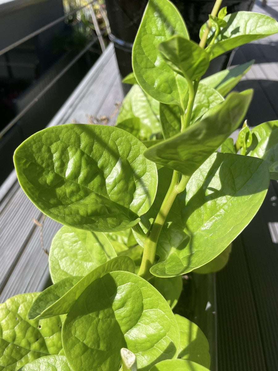 Malabar Spinach Green Stem Seeds