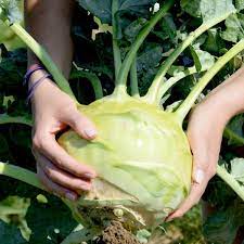 Big Daddy White Kohlrabi Seeds