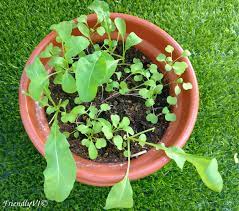Gardeners Basics, Arugula Seeds