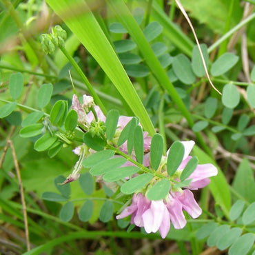 Crown Vetch Flower Seeds