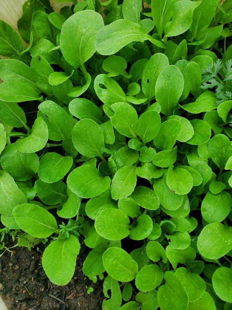 Semi di Baby Bok Choy Premium Non-OGM Ereditarie