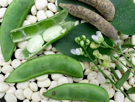 Henderson Lima Bean Seed