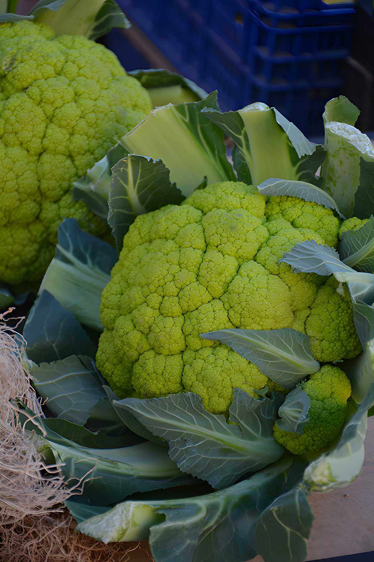 Green Macerata Cauliflower Seeds