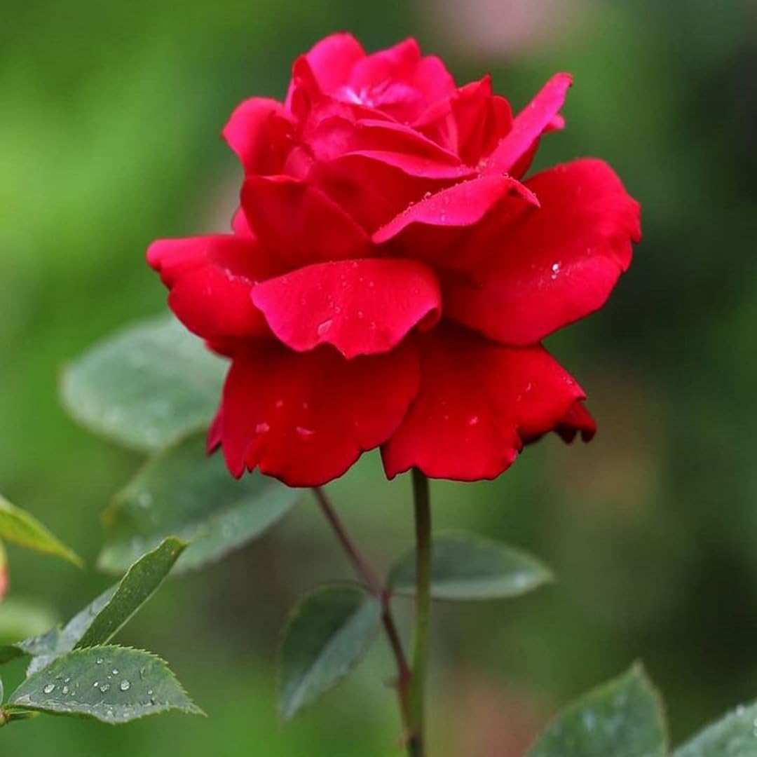 Lebendige Garten-Rosenblumensamen für farbenfrohes Pflanzen