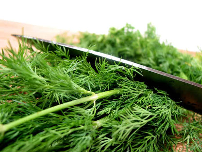 Dill Bouquet Seeds