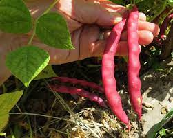 Runner Bean Heirloom Premium Seeds