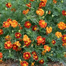 Organic Marigold Seeds