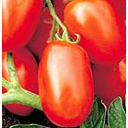 Roma Tomatensamen