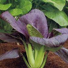 Semi di Bok Choy con foglie viola