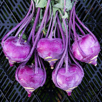 Kolibri F1 Hybrid Kohlrabi Seeds