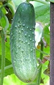 Graines de concombre biologique 'Sumter'